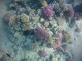 koraly 