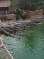 Krokodília farma Djerba explore - kŕmenie