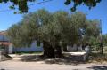 Najstarší olivovník na Zakynthose