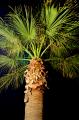 osvietené palmy večer