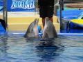 Marineland - Show