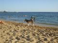 pes na pláží