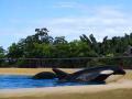 Loro Parque