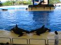 Loro Parque