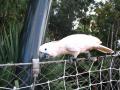 Loro Parque